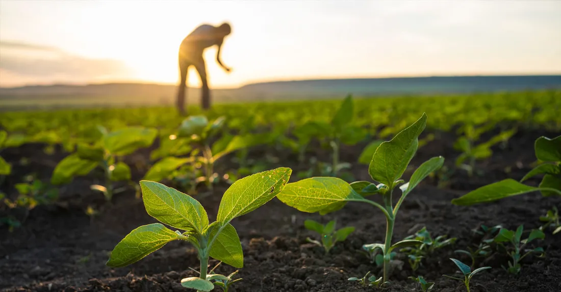 A farmer tending young crops in a field at sunset